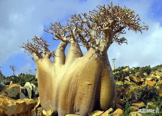 『电影』世界最“牛”的5棵树，身价一亿存活千百年之久，只出现在电影里！