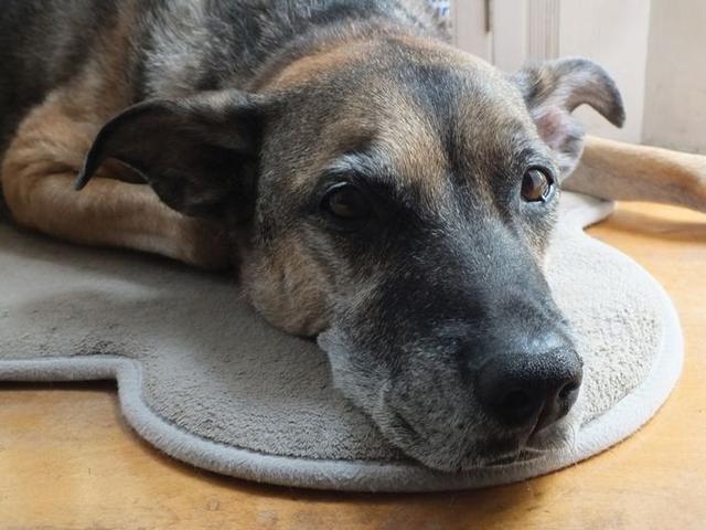 狗狗也会患上癌症，而作为常见癌症的淋巴癌，你对它有多少了解