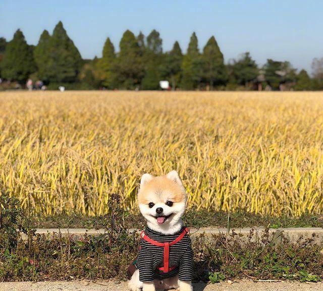 怕主银不够吃，主动加餐的汪汪