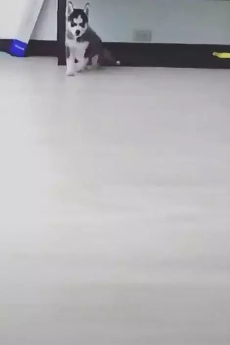 小二哈犯错后不害怕，竟还雄赳赳走地板上，傲娇的表情太逗了