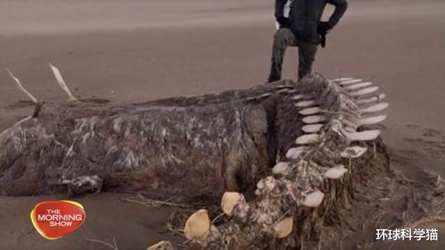 「尼斯湖水怪」尼斯湖水怪是蛇颈龙、鹅、鸭还是鳗鱼？DNA鉴定的答案是真的吗？