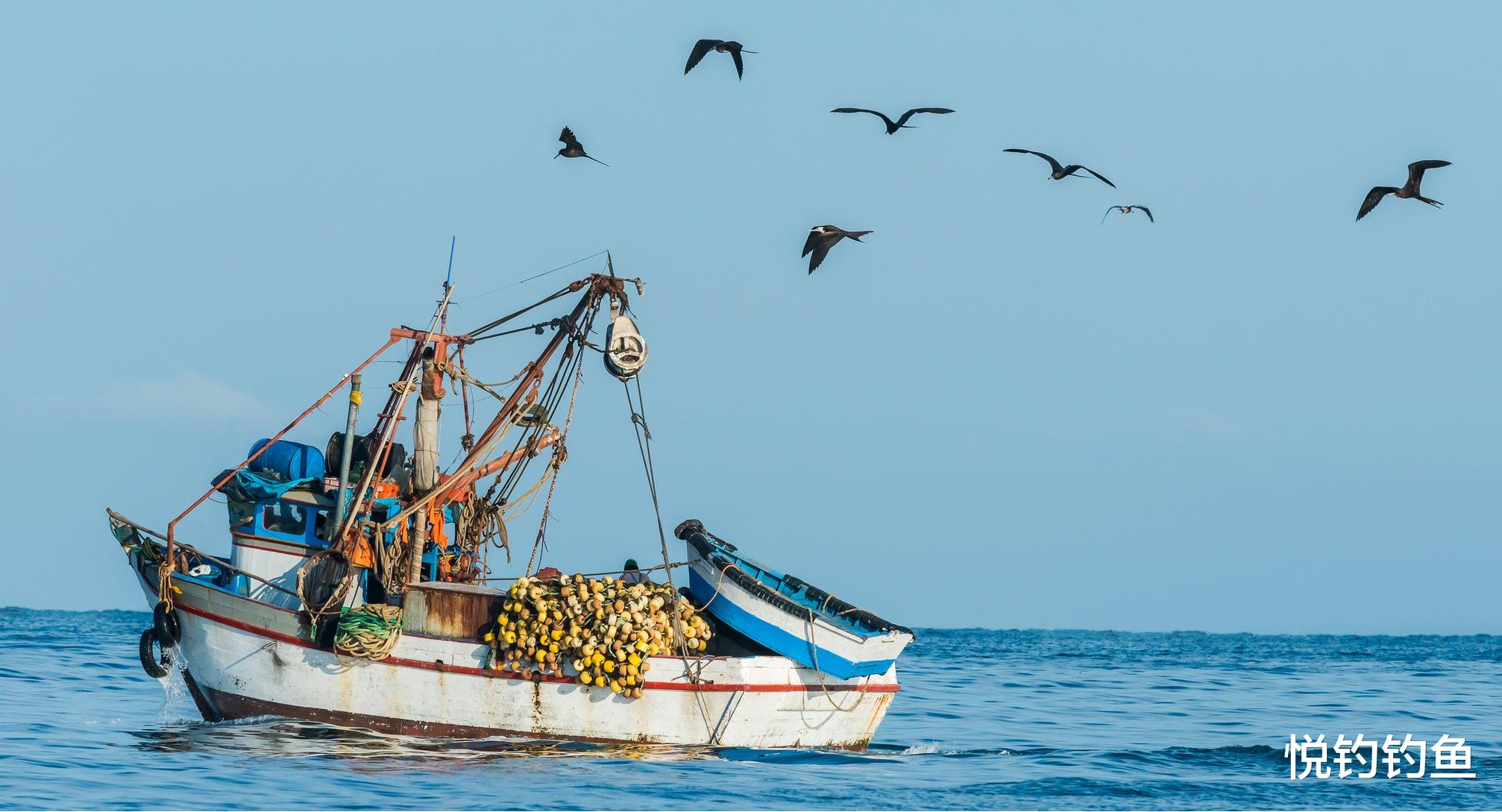 秘鲁|秘鲁渔场的鱼是真的多，全员出动钓上来四五百斤……