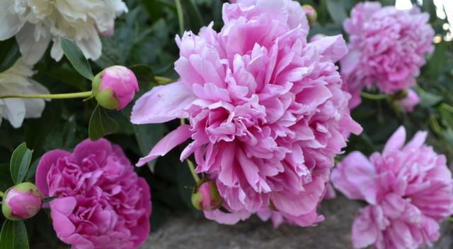 @5月，此情未央，旧情难平，3生肖破冰和好，再续往日情缘