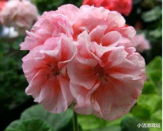 天秤座▲8天后，桃花不断，爱意不绝，3星座心难自控，重返旧情