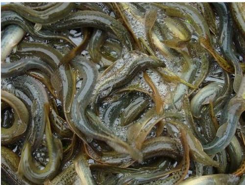 南宁|岁月悠悠：儿时小水坑里的鱼儿，味道格外香