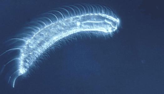 丙肝|最短命的动物排行：最后一名只活一天，生下来就疯狂繁殖，直到死