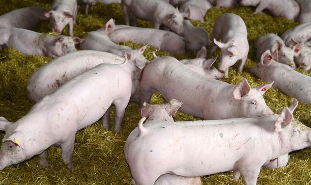生猪价格|跌势放缓！跌入“新谷底”的猪价能反弹吗？新希望刘永好做出预测