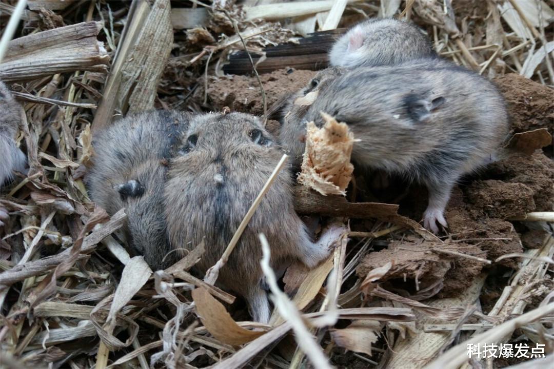 |鼠王真的存在吗？老鼠尾巴打结是怎么回事？谁在指示它们？