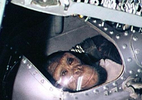 「太空」还记得59年前，美国将一只3岁的猩猩送上外太空吗？结果让人没想到