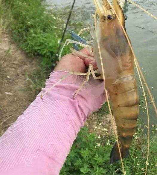 闽江|一米长的河虾？福建钓鱼人，闽江钓起罕见“巨虾”