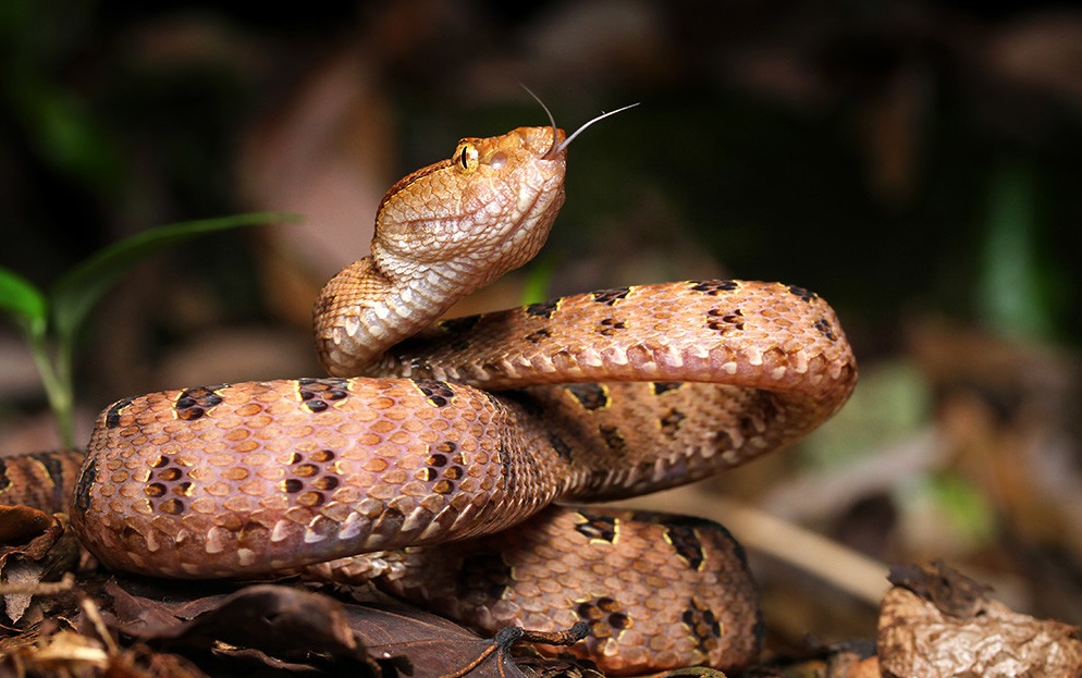 [毒蛇]中国毒蛇排行榜，被第一名咬后死亡率高达80％