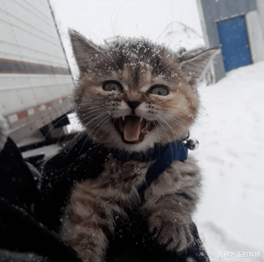 为报主人相遇之恩，猫咪常年待在货车里，陪着主人走南闯北见世面