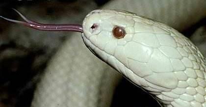 |四种世界上最恐怖的动物，巨型蚂蝗一口能吸人半身血