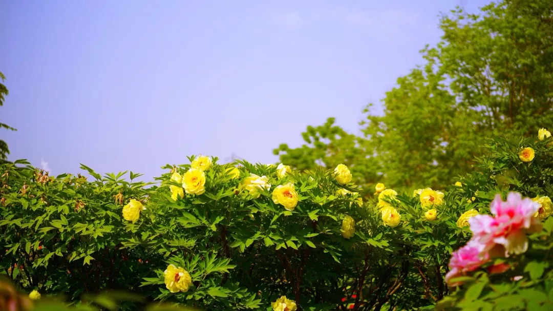 洛阳▲四月最佳旅行地|这9个地方玩转整个春天！