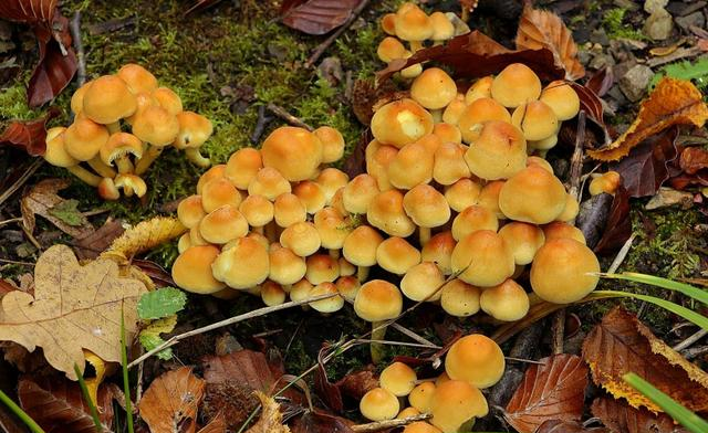 生肖|10月好运不断，万事如意，福开百年，钱财成双的4大生肖