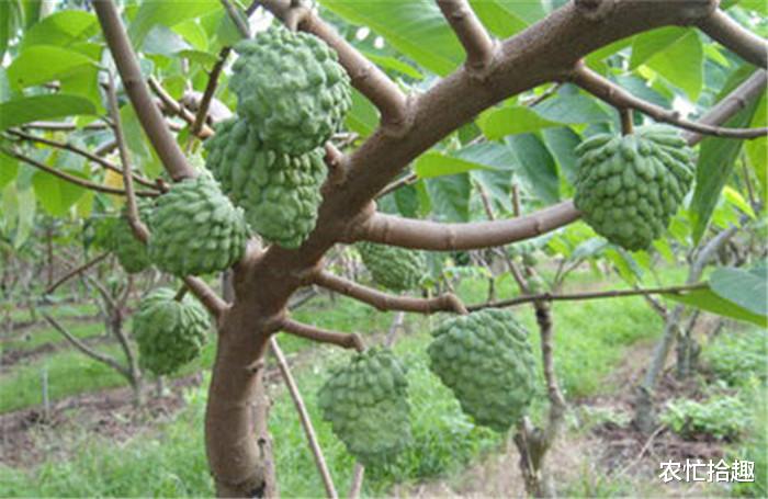 水果|被称最甜水果，10年前吃不起，如今跌至15元不好卖