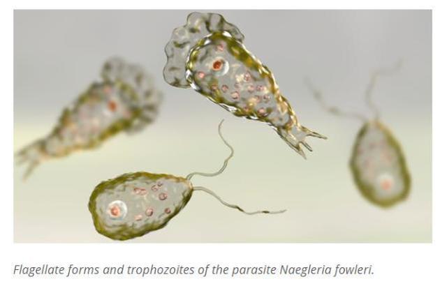 美國得州發現食腦變形蟲後，佐治亞州又發現帶毒素蠕蟲-圖3