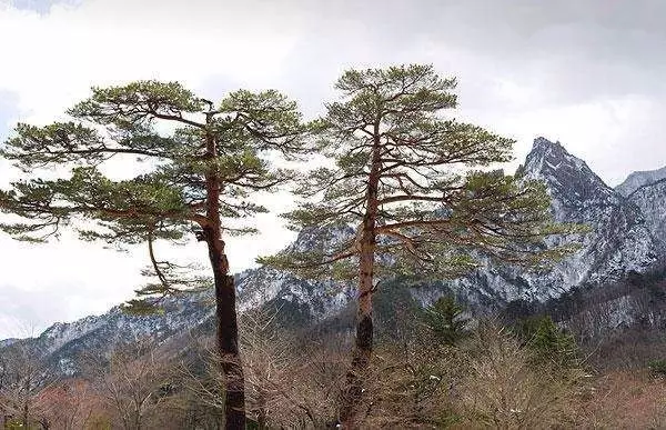 地球上最硬的树,比钢铁还要硬一倍,科学家至今未研究清楚