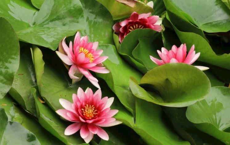 生肖|10月下旬开始运势转好，事业顺遂，财运显达的四大生肖