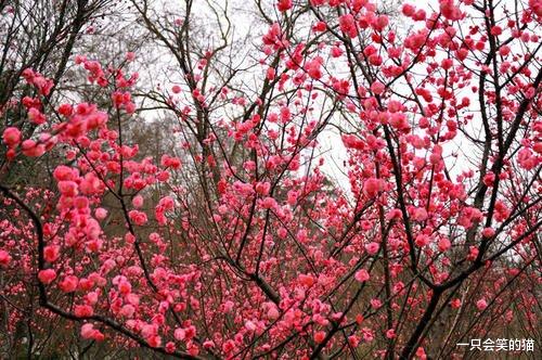 「」恰好你来,恰好遇见最美的花开