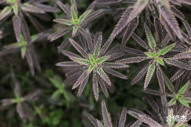 天蝎座|9月末，刻骨相思，无法自拔，姻缘转身，前任归来的四大星座