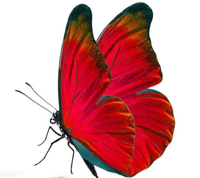 心理學：哪隻蝴蝶最美麗，測出你這一生躲不開的劫是什麼-圖2