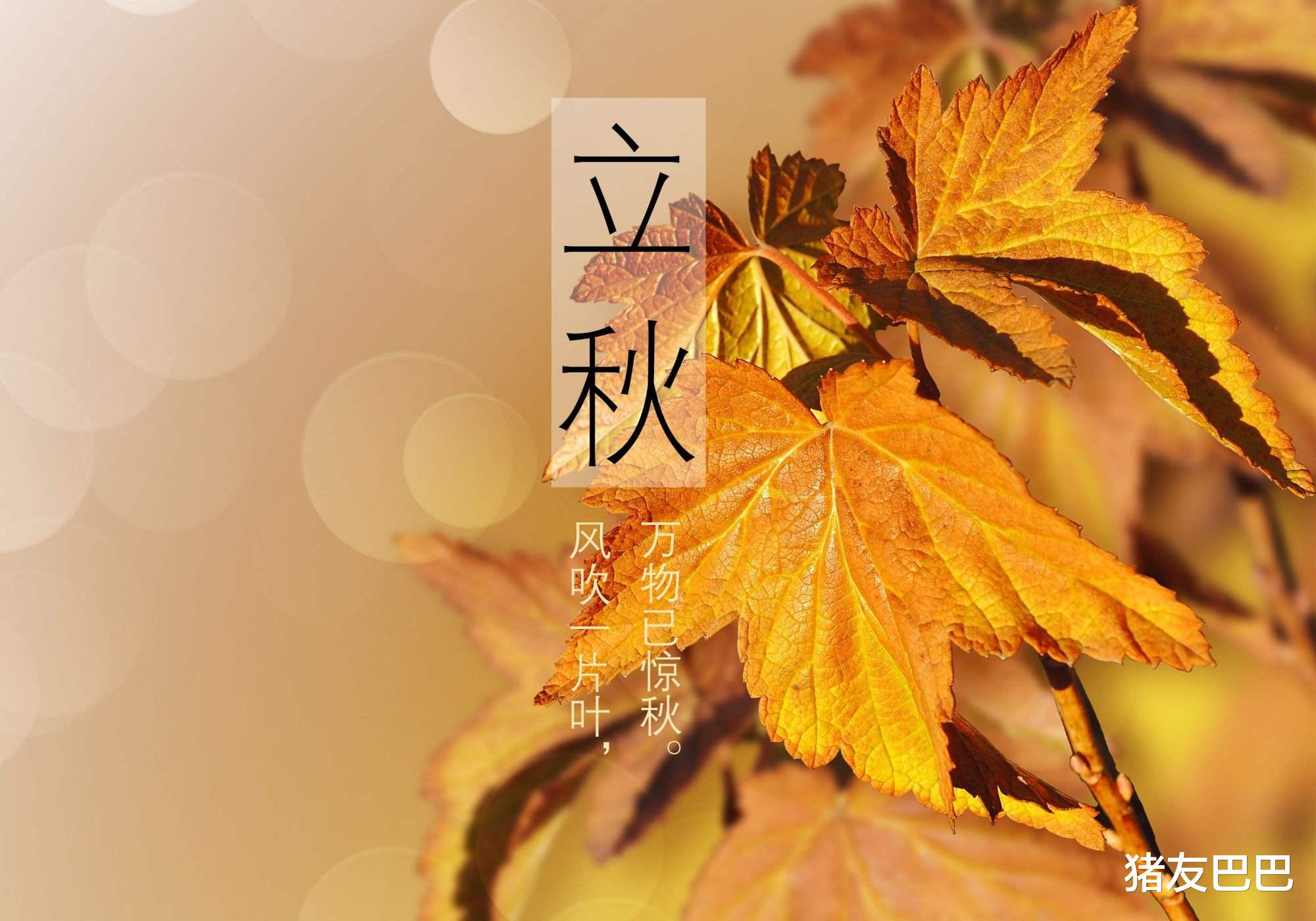 猪友巴巴|农村俗语“立秋不叫秋，天凉白露后”，啥意思？立了秋还会热吗？