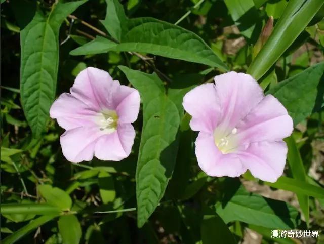 沙币是一种动物?20个沙雕生物名称,科学家们太不正经了!