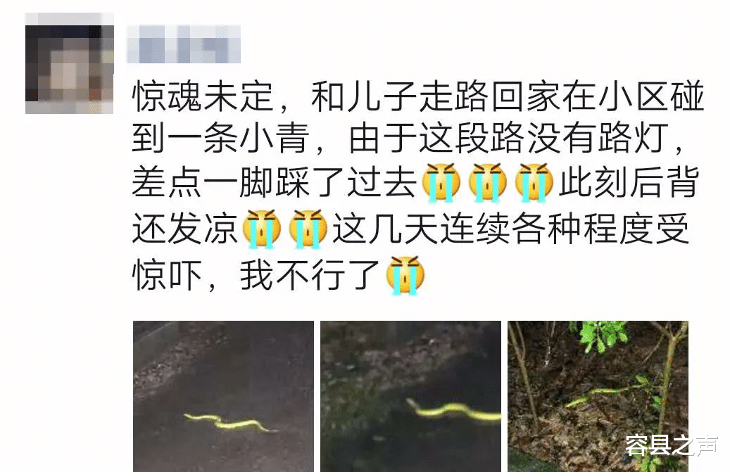 容县之声|广西一小区出现毒蛇，秋季蛇类出没频繁！