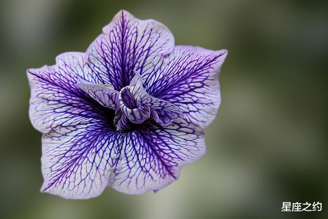 生肖|从8月份开始,攻守俱佳,喜讯频传,得偿夙愿的三大星座