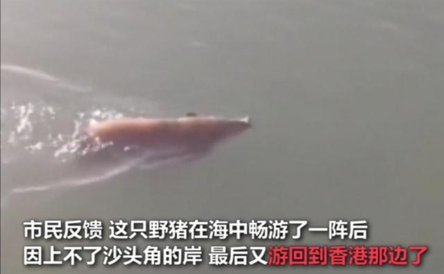 野猪|钓野猪？深圳钓友在海里钓获野猪，钓友反馈：这个够吹一辈子