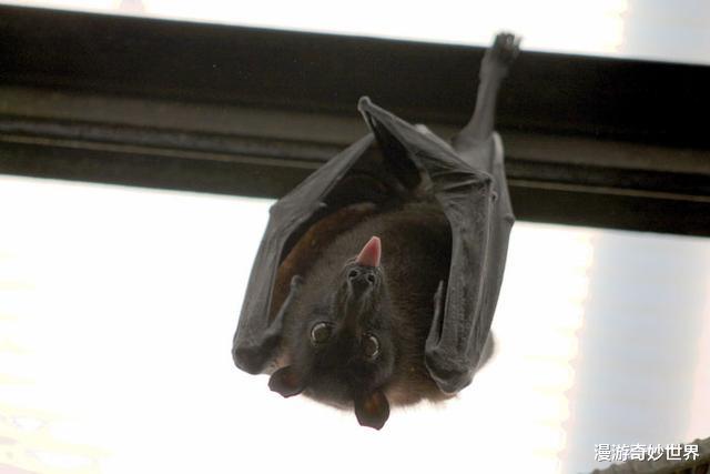 动物冷知识：螳螂的眼睛长在腰上？22则不为人知的动物冷知识，涨姿势了！