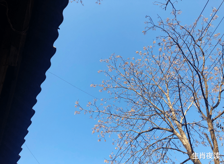 运势|11月，怦然心动，爱情降落，前任辗转反侧，期待复合如约而至