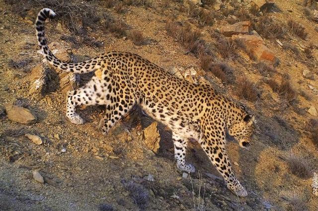 [美洲豹]猫科豹属战力排行榜：狮虎争头名，美洲豹稳坐第三之位