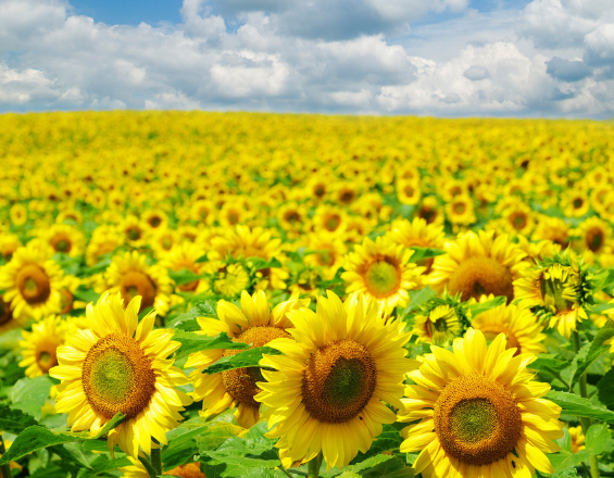 运势|8月份开始，4属相迎来好运，发财发福又发家，福运连绵