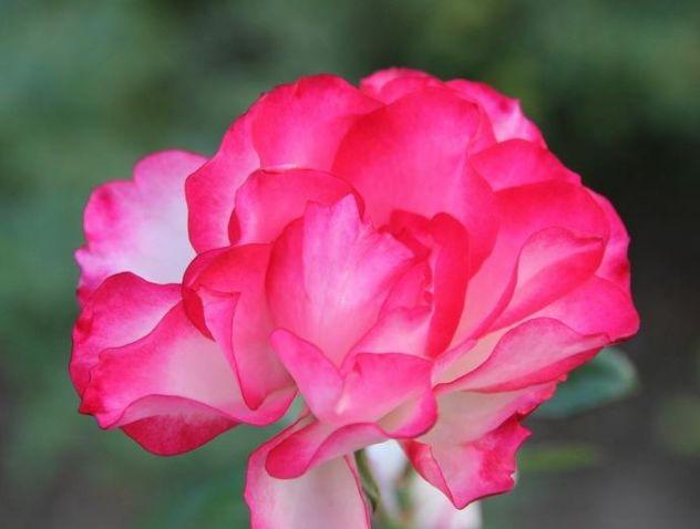 生肖|8月底“财”神关照，财门大开，大吉大利，财运飘红的3生肖