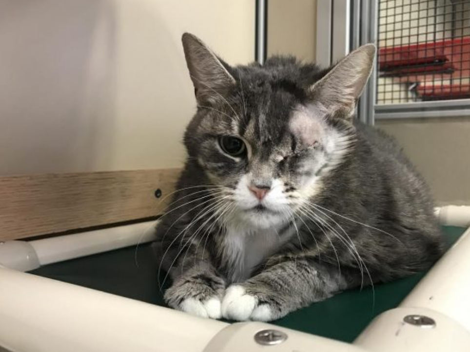 老猫若有这8种行为，不一定是老化了，得了“痴呆症”才是真麻烦