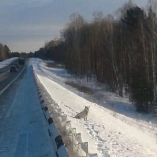 狗狗被主人遗弃路边，零下30度雪地里苦等不肯走！