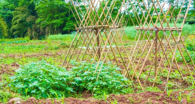 癌细胞|癌症大姐成功的活过了11年，身体里没有一个癌细胞