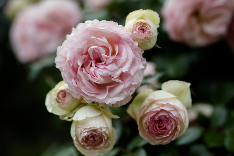 生肖|9月桃花满地，4大生肖命中红鸾星涌动，迎来真爱，顺利摆脱单身！