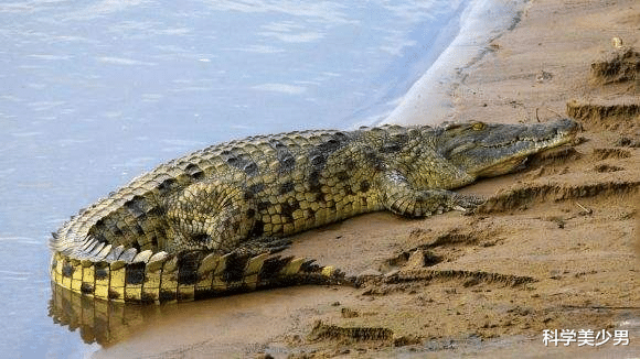 『鳄鱼』吃草的河马为何不怕吃肉的鳄鱼，河马：真当我是吃素的？