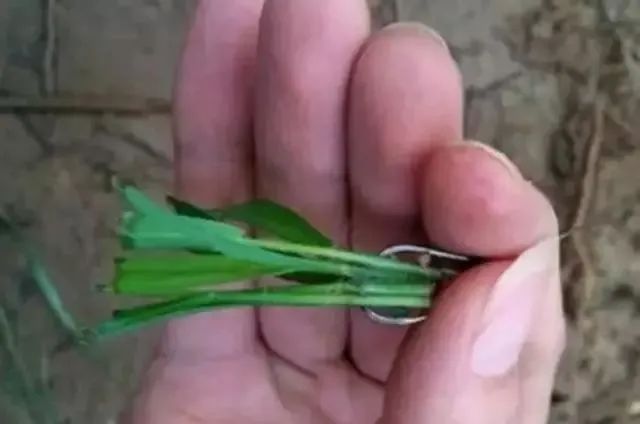 『玉米』夏钓饵料应遵循哪些原则？选择饵料的五大要点——盛世三渔