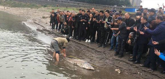 中华鲟|洪水中大量鲟鱼靠岸，各地频繁有人钓获，是中华鲟吗？