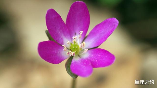 『生肖』从5月份开始，雷厉风行，贵人相助，胜券在握的三大星座