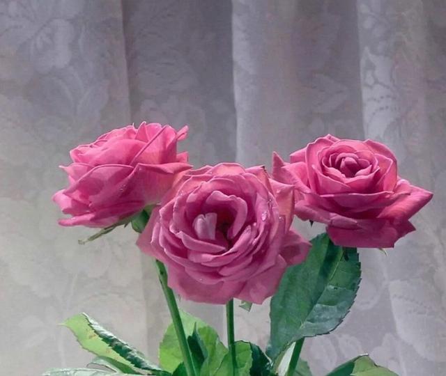 柳暗花明|10月下旬，心有前情，柳暗花明，3星座彼此相伴，此生幸福依偎