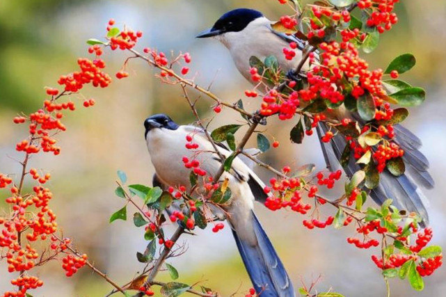 巨蟹座|下半年胜利势在必行的3个生肖,求财有道,事业成功,生活吉祥!