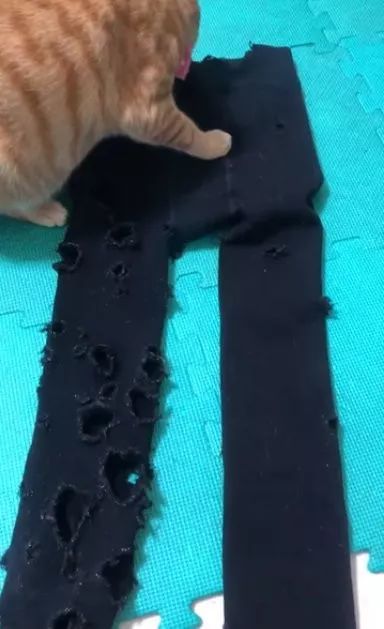 天气冷了，翻出厚袜子来穿，没想到已经被猫咬成这样了，奔溃