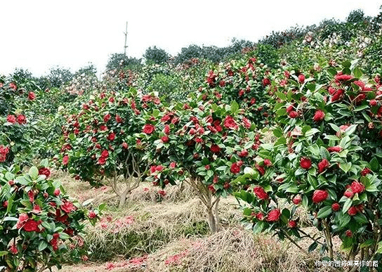 运势|8月7日开始，4属相天降鸿运，喜事进门，事业有成，喜迎上上签