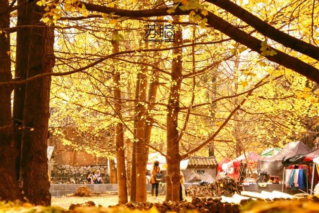 胡杨林|再过30天，全世界都要羡慕死中国了