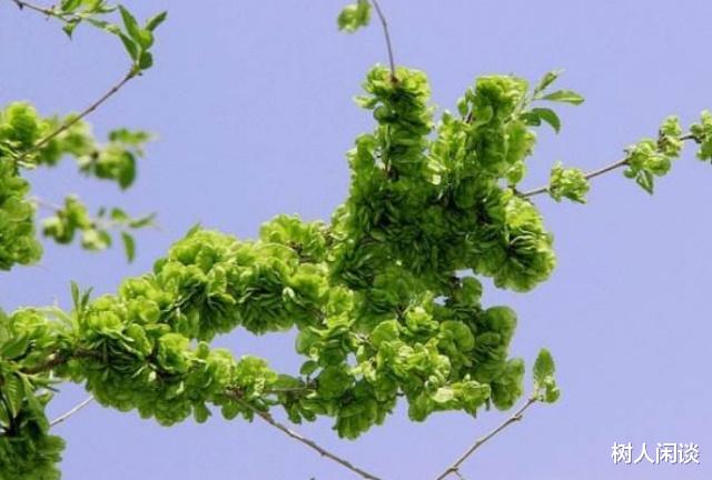 草根|古代闹饥荒时，为何灾民放着河里的鱼虾不抓，宁可吃草根啃树皮？